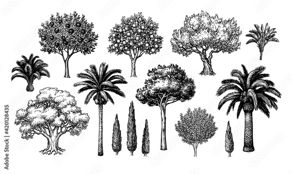 Canvas Prints mediterranean trees big set.