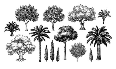 Mediterranean trees big set. - 420128435