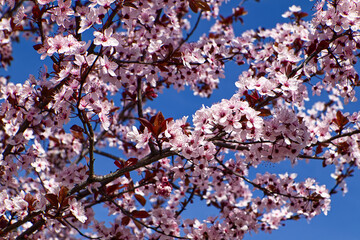Beautiful blooming trees in spring on a sunny day. Pink flowers tree.