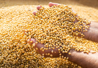 Hands of peasant holding soy beans