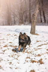 Pies. Zwierzę. Owczarek niemiecki. Rasowy pies. Szkolenie psów. Inteligentne psy. Portrety psów. Zabawa ze zwierzakiem. Słodki pies. Pupil.