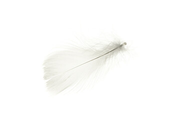 Feather soft. Multicoloured pastel angel feather closeup texture isolated on white background in macro photography, soft focus. Fashion color trends spring summer.