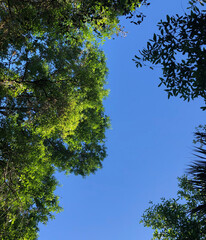 Trees against sky