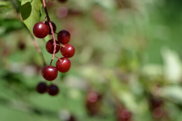 A bush with lots of red berries on branches, autumnal background Close-up colorful