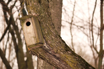handmade small wooden bird house feeder in the park on the tree for feeding wild birds and squarels