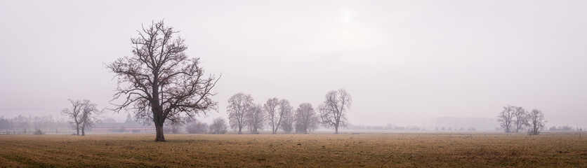 Obraz na płótnie Canvas Autumn foggy landscape. Panoramic misty rural scene. Bare trees on pasture