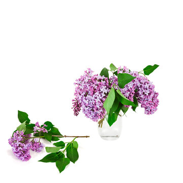 Blossoming branches of lilac (Syringa vulgaris). Bouquet of violet flowers in vase isolated on a white background.