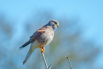 Kestrel falco tinnunculus female closeup