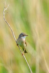 Whitethroat bird, Sylvia communis, foraging in a meadow