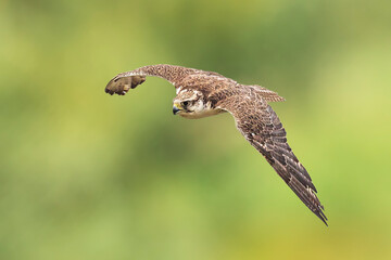 Saker falcon, Falco cherrug, in flight hunting and diving