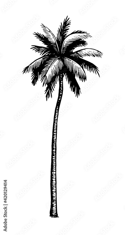 Canvas Prints coconut palm tree.