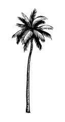 Coconut palm tree.