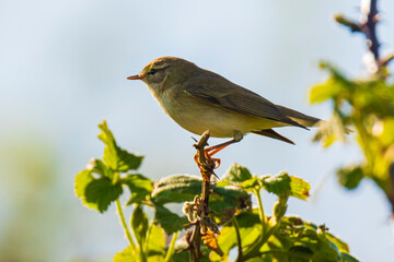 Willow warbler bird, Phylloscopus trochilus