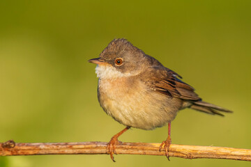 Whitethroat bird, Sylvia communis, foraging in a meadow