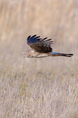 Hen harrier Circus cyaneus hunting