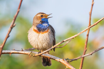 Obraz premium Closeup of a blue-throat bird Luscinia svecica cyanecula singing in a tree