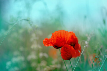 Red poppies field, vibrant poppy close up. symbol of life, remembrance and death, love and success