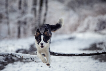 Skaczący pies. Latający pies rasy Border Collie. Trening z przeszkodami dla psów. 