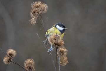 Great tit Parus major bird closeup