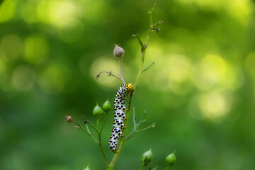 Chenille dans une forêt en France