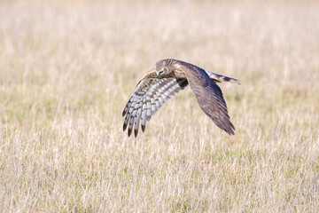 Hen harrier Circus cyaneus hunting
