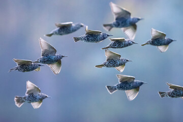 A flock of common starling birds Sturnus vulgaris migration in flight