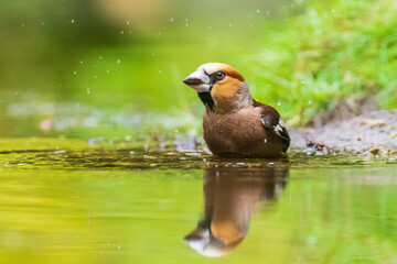 Closeup of a wet hawfinch, Coccothraustes coccothraustes washing, preening and cleaning in water.
