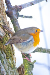 European robin bird Erithacus rubecula foraging in snow, cold Winter setting.