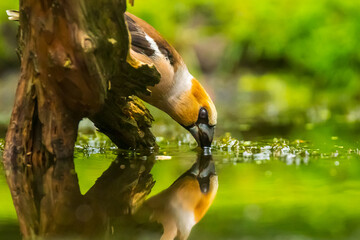 Closeup of a hawfinch male, Coccothraustes coccothraustes, songbird drinking water