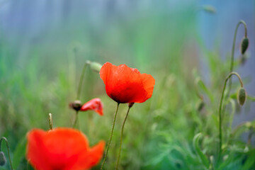 Red poppies field, vibrant poppy close up. symbol of life, remembrance and death, love and success