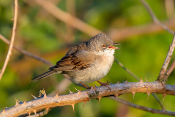 Whitethroat bird, Sylvia communis, foraging in a meadow