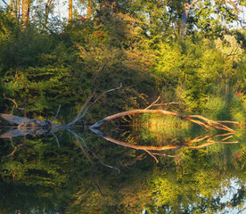 beautiful view of a fallen tree on a lake in summer in bavaria