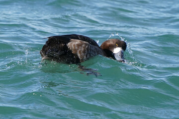 Female Greater Scaup on lake in early spring on bright sunny day flapping or preening