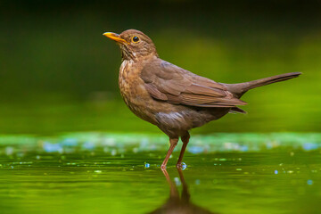 Closeup of a Common Blackbird female, Turdus merula washing, preening, drinking and cleaning in water.