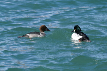 Common Goldeneye mated pair in spring swimming on the lake
