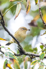 Common chiffchaff bird Phylloscopus collybita