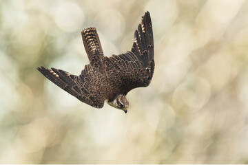 Saker falcon, Falco cherrug, in flight hunting and diving