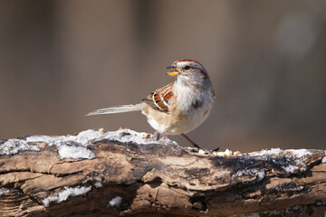 Song sparrow on snowy log in early spring in forest in nature reserve
