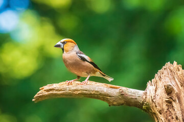 Closeup of a male hawfinch Coccothraustes coccothraustes songbird perched in a forest.