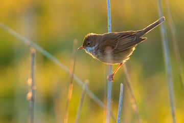 Whitethroat bird, Sylvia communis, foraging in a meadow