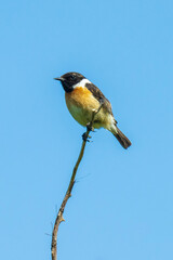 Stonechat, Saxicola rubicola, male bird perching