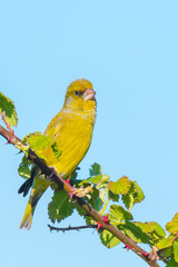 Greenfinch Chloris chloris bird singing