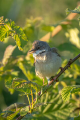 Whitethroat bird, Sylvia communis, foraging in a meadow