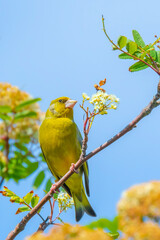 Greenfinch Chloris chloris bird singing