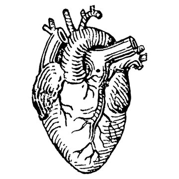 Vintage engraving of a human heart