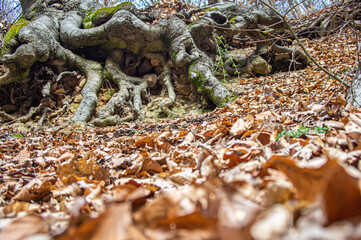 nature in Bulgaria in the late winter