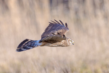 Hen harrier Circus cyaneus hunting
