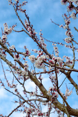 Apricot tree blossoming on a spring day 