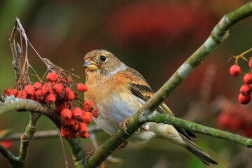 Brambling bird, Fringilla montifringilla, in winter plumage feeding berries