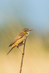 Sedge warbler Acrocephalus schoenobaenus bird singing in reeds during sunrise.